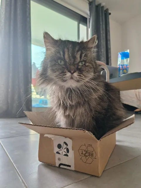 chatte reunited    Montpellier Luna