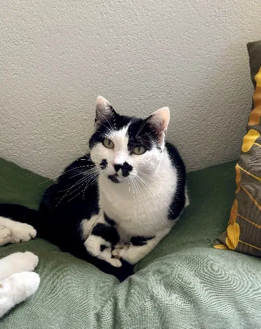 chatte reunited    Montpellier Lune