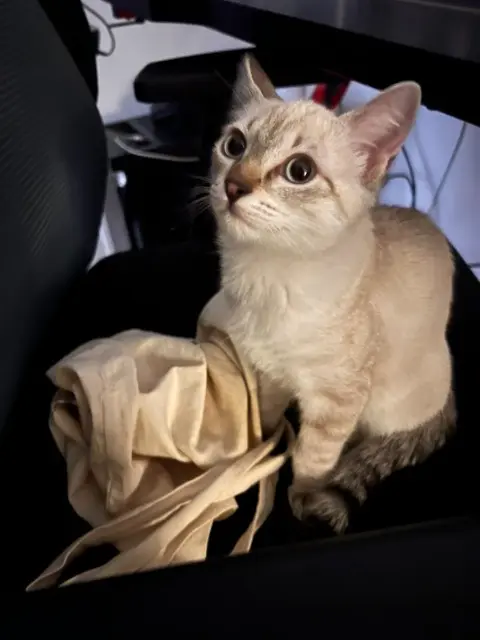 chatte reunited    Montpellier Moon