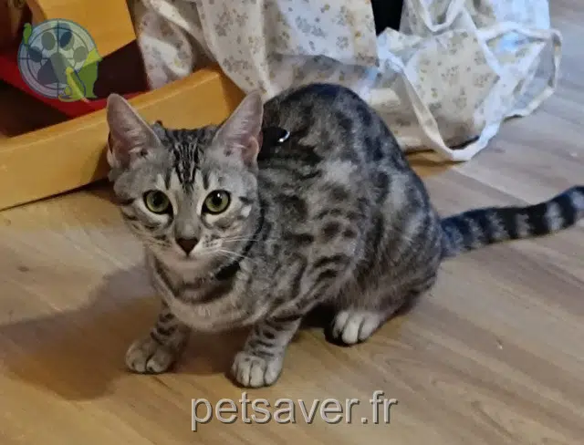 Katze reunited Montpellier Neia