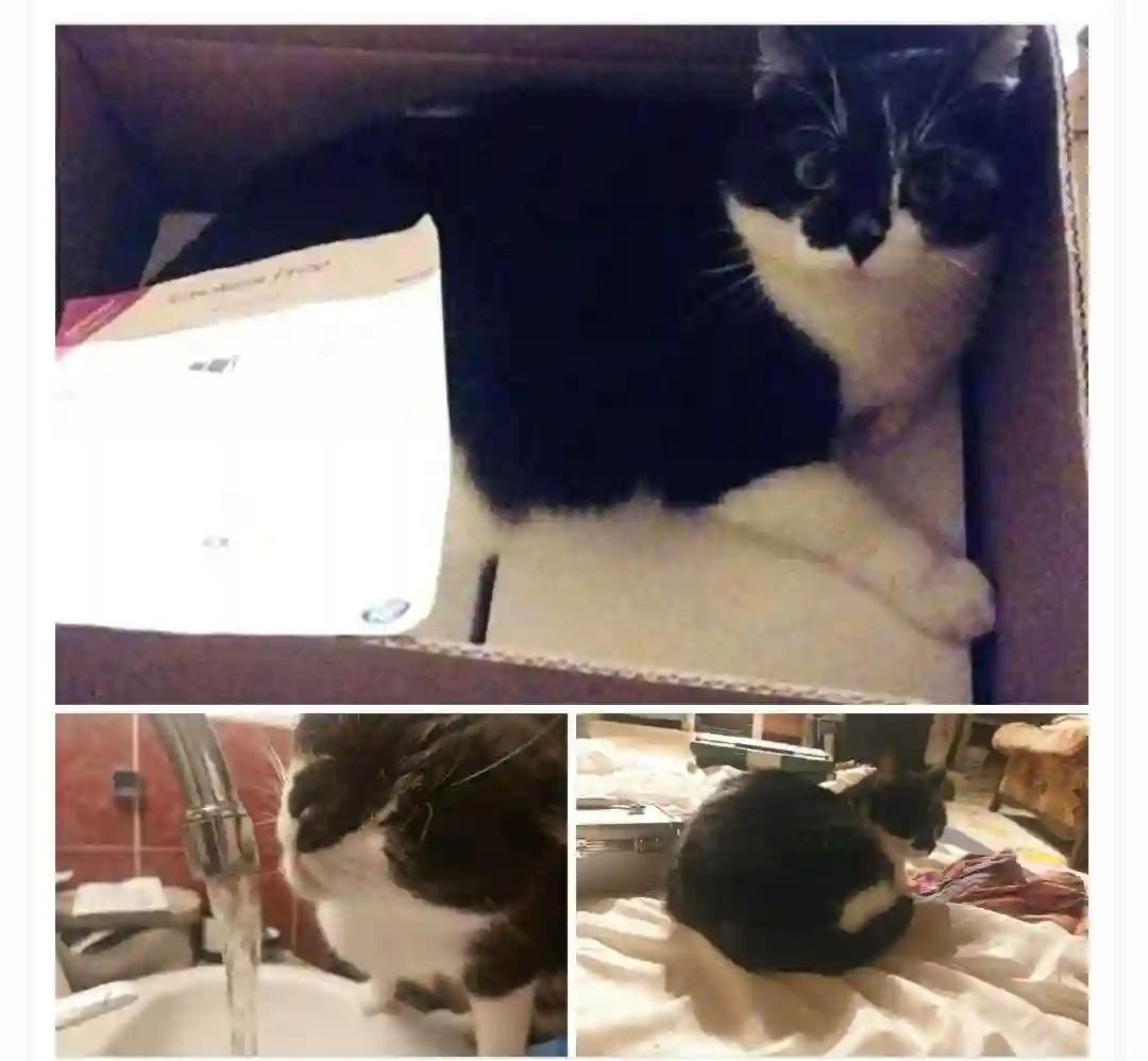 Chatte Trouvée 34 Hérault Montpellier - Patti Chatte Trouvée 34 Hérault Montpellier - Patti