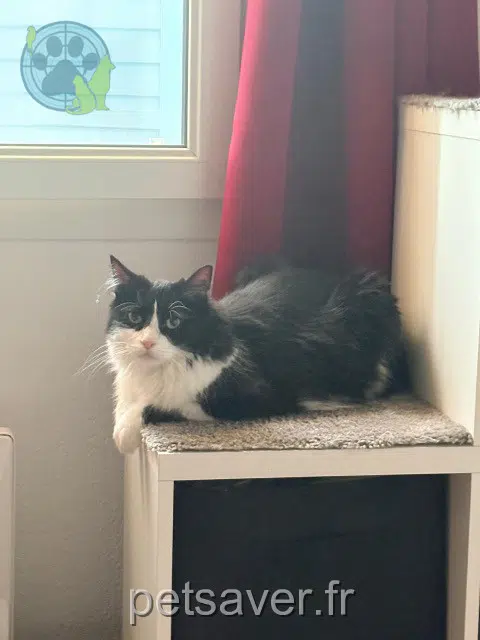 chatte reunited Montpellier Pixy