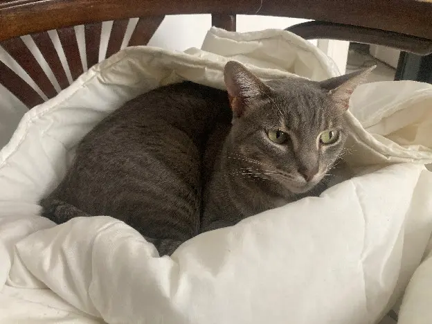 Chatte Perdue 34 Hérault Montpellier - Romy Chatte Perdue 34 Hérault Montpellier - Romy