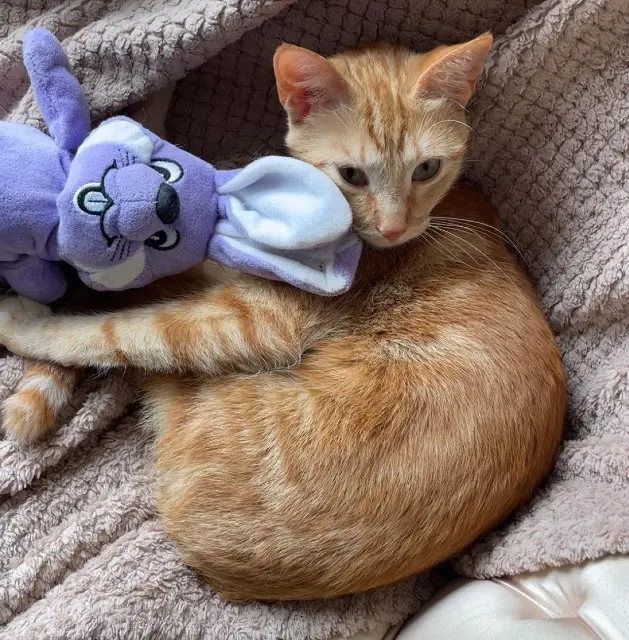 chatte reunited    Montpellier Rosti