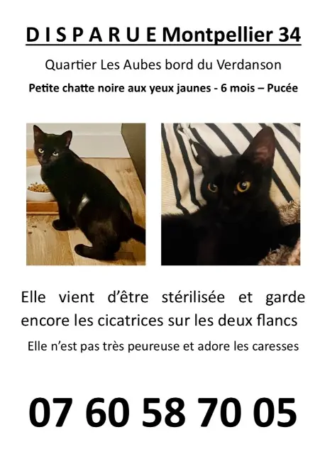 chatte reunited    Montpellier Rowan