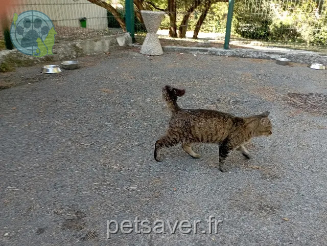chatte reunited Montpellier Tigrette