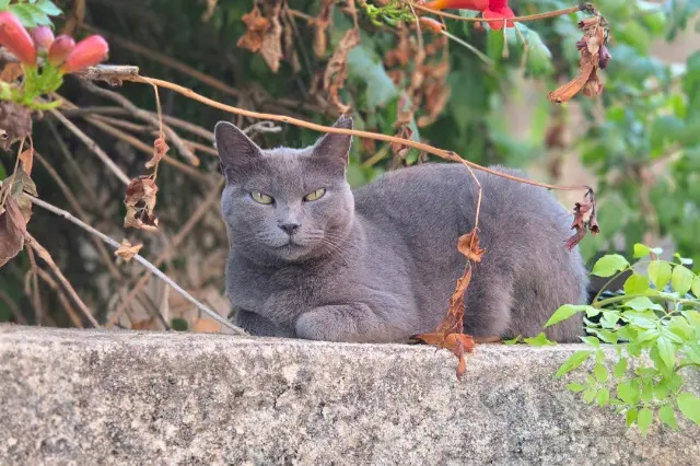 chatte reunited    Montpellier Tokyo
