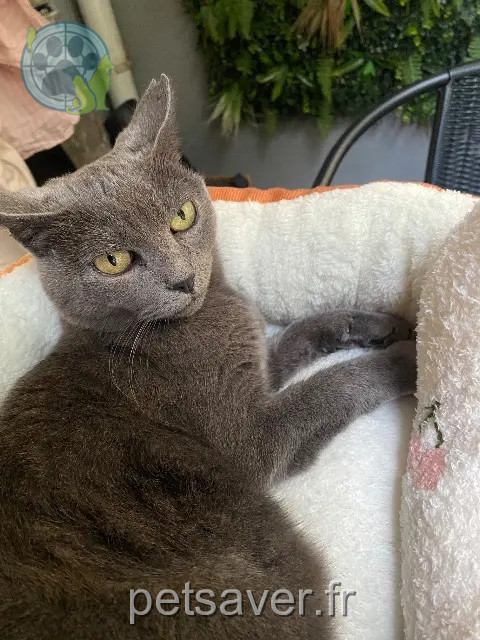 chatte reunited    Montpellier Tokyo