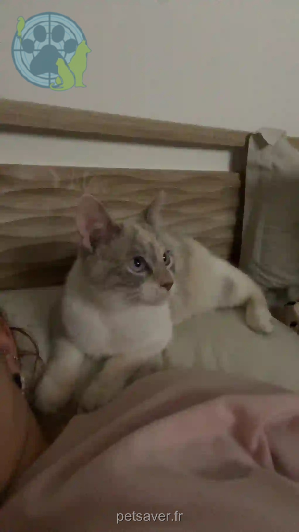 Chatte Trouvée 34 Hérault Montpellier - Unaé Chatte Trouvée 34 Hérault Montpellier - Unaé
