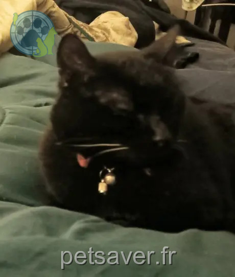 chatte reunited Montpellier Youka