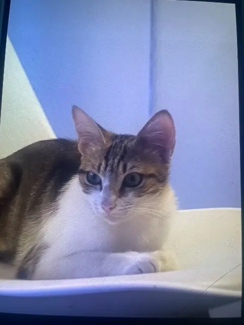 chatte reunited   34410 Sauvian Myrtille