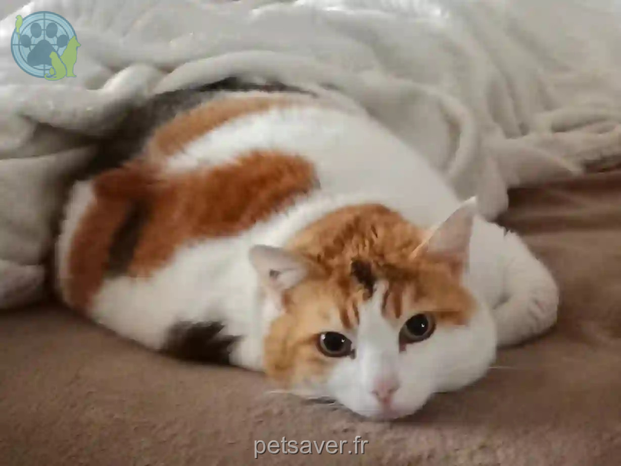 Chatte Trouvée 34 Hérault - Noisette Chatte Trouvée 34 Hérault - Noisette