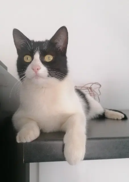 chatte reunited   34350 Vendres Noopie