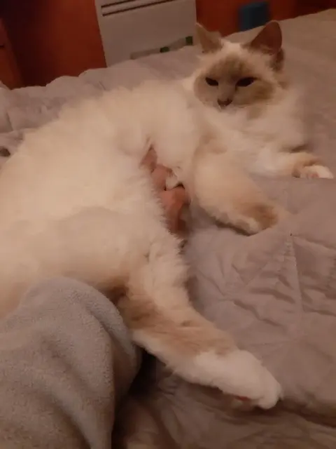 chatte reunited   34130 Valergues Odile