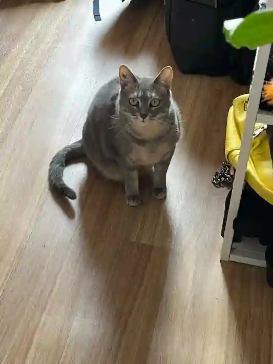 Chatte Trouvée 34 Hérault - Opale Chatte Trouvée 34 Hérault - Opale