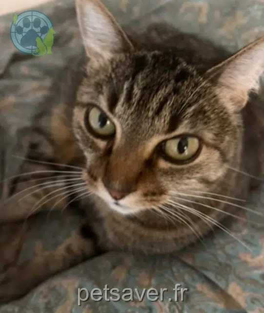 chatte reunited 34470 Pérols Poche