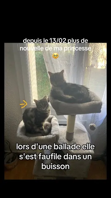 chatte reunited   34800 Cabrières princesse