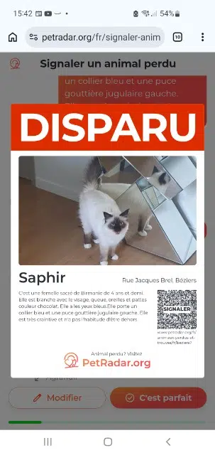 chatte reunited   34500 Béziers Saphir