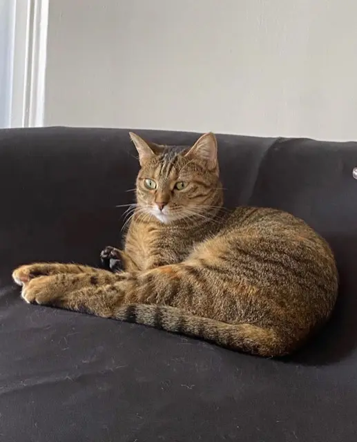 chatte reunited   34450 Vias Sophie