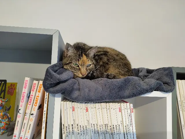 chatte reunited   34270 Claret Sue