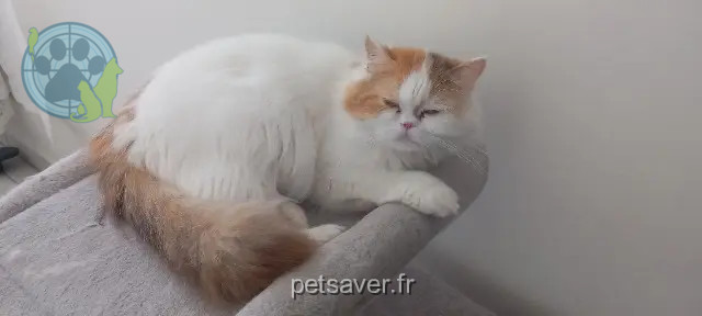 chatte reunited 34800 Clermont-l'Hérault Vanille