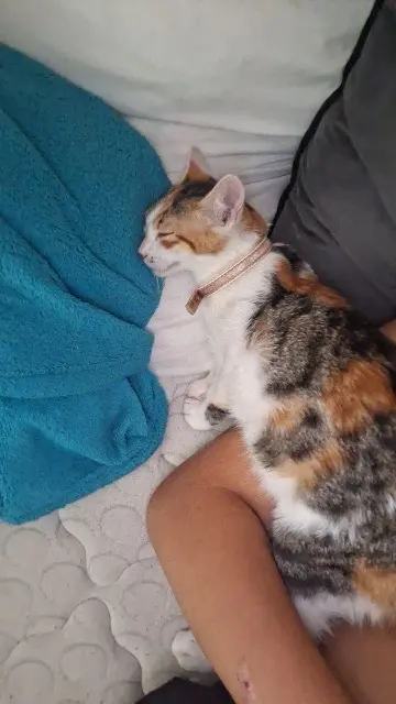 chatte reunited   34150 Aniane Veya