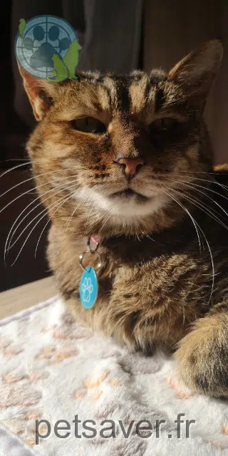 chatte reunited   34300 Agde Waya