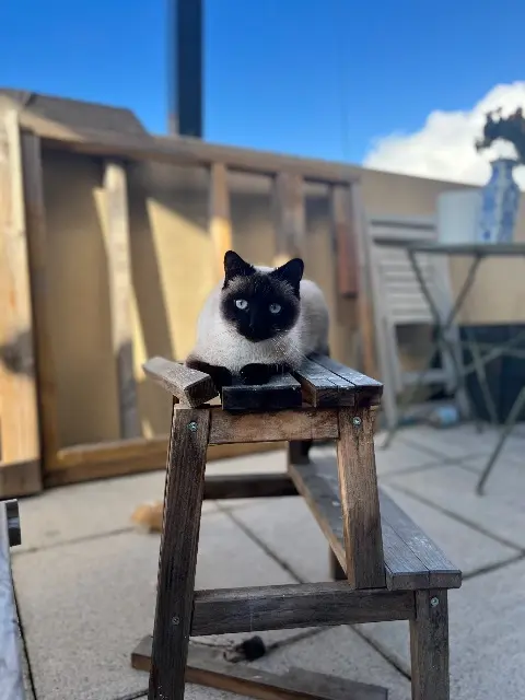 chatte reunited   34730 Prades-le-Lez Yuming