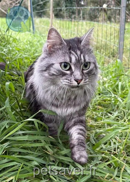 chatte reunited   34400 Lunel Zia