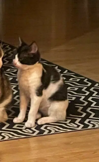 chatte reunited   35740 Pacé Apie