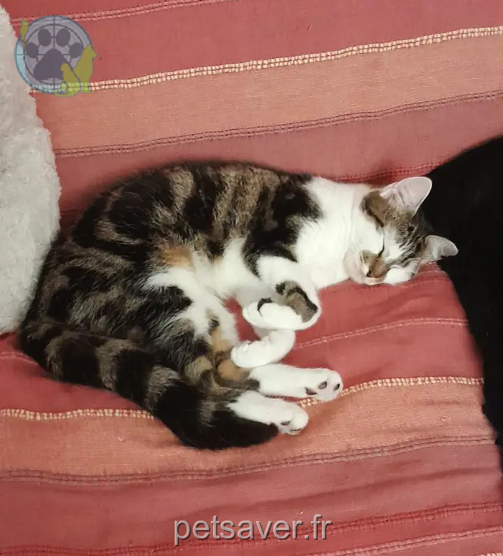 Chatte Perdue 35 Ille-et-Vilaine - Aska Chatte Perdue 35 Ille-et-Vilaine - Aska