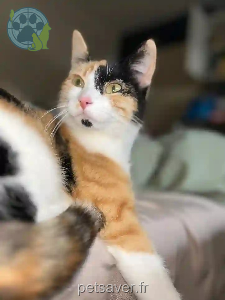 Chatte Trouvée 35 Ille-et-Vilaine - Aïna Chatte Trouvée 35 Ille-et-Vilaine - Aïna