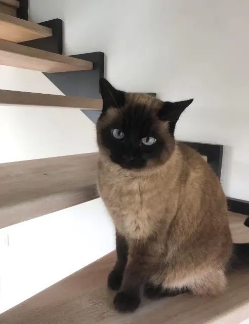 chatte reunited   35760 Saint-Grégoire Blanquette