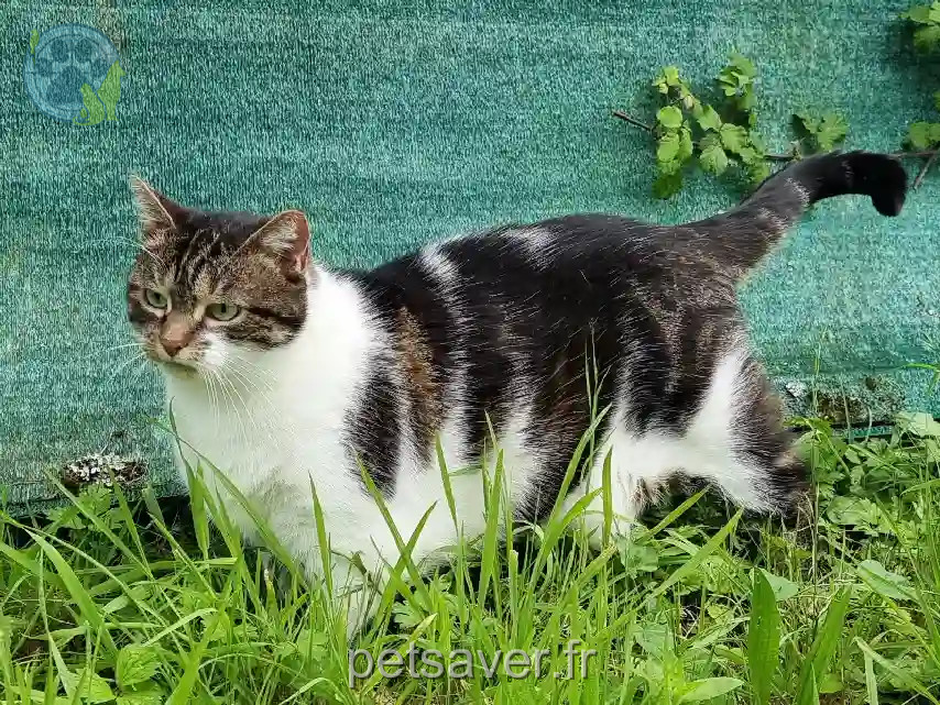 Chatte Trouvée 35 Ille-et-Vilaine - Charlie Chatte Trouvée 35 Ille-et-Vilaine - Charlie