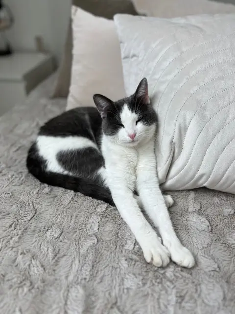 chatte reunited   35430 Saint-Jouan-des-Guérets Comète