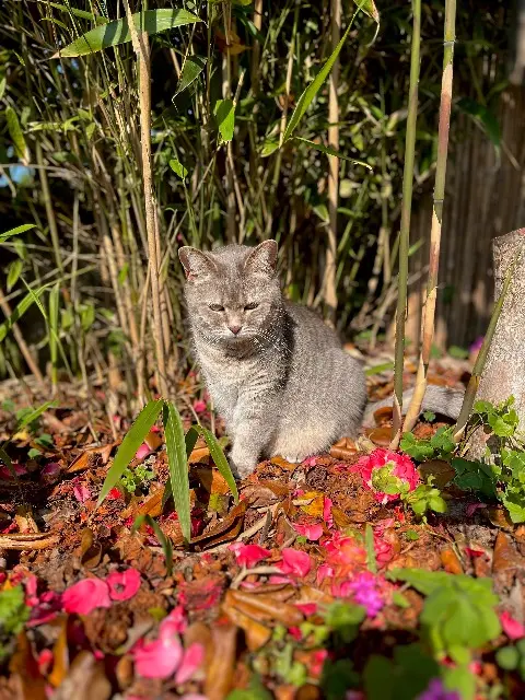 chatte reunited   35650 Le Rheu Eris