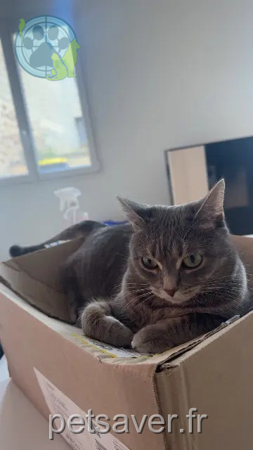 chatte reunited 35300 Fougères Grey
