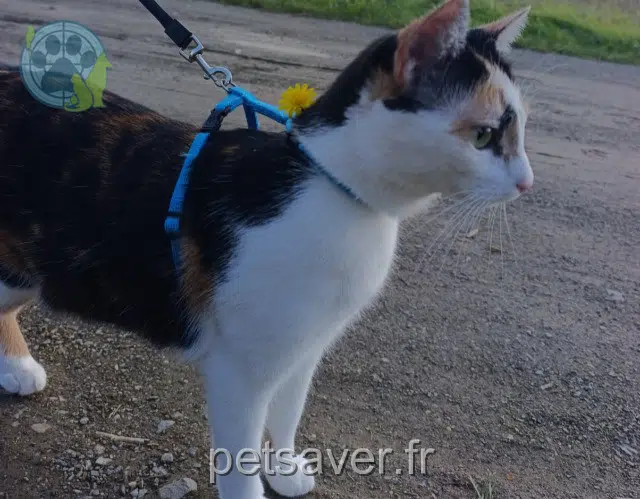 chatte reunited   35480 Guipry-Messac Akmene