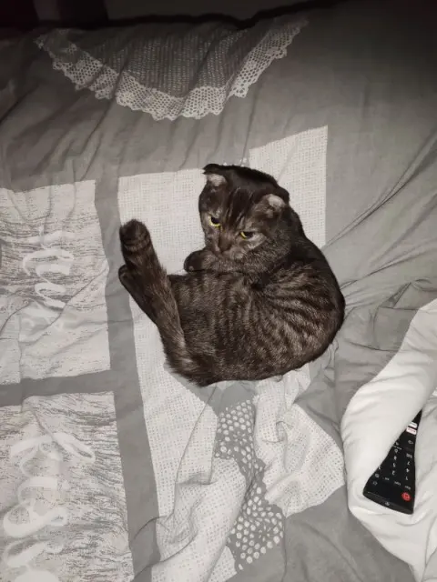 chatte reunited   35230 Orgères Himée