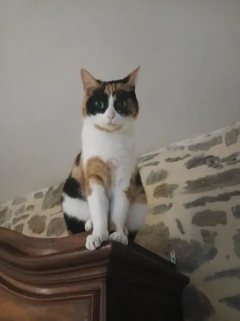 chatte reunited   35320 Tresbœuf Indi