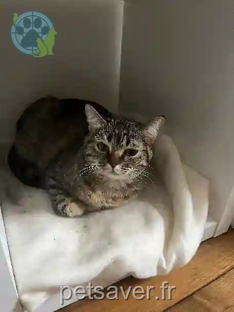 Chatte Perdue 35 Ille-et-Vilaine - Isis Chatte Perdue 35 Ille-et-Vilaine - Isis