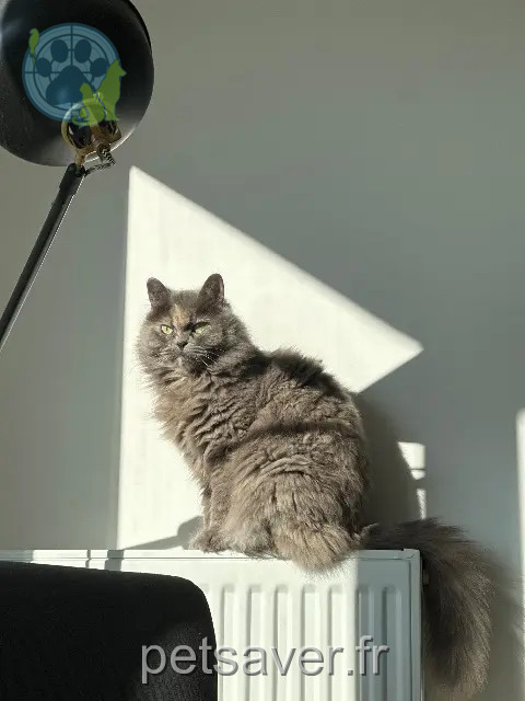 chatte reunited   35131 Chartres-de-Bretagne Isis