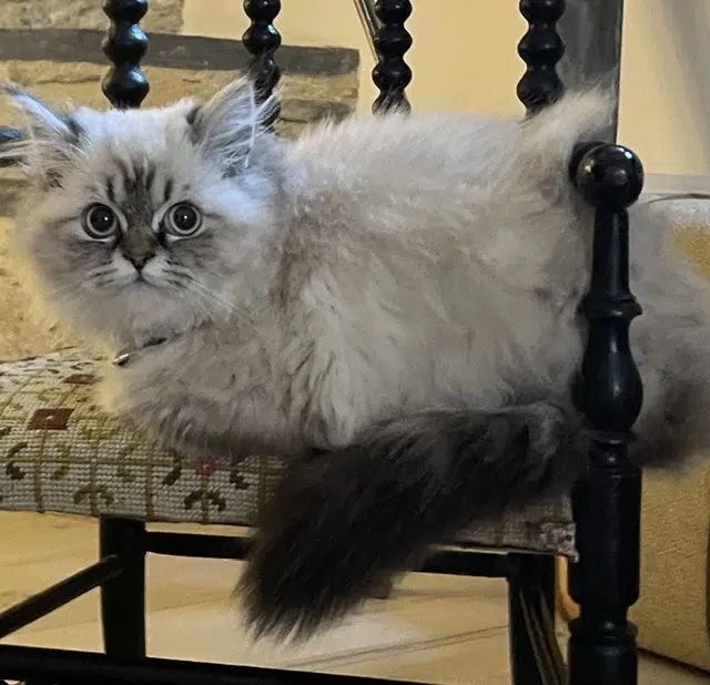 chatte reunited   35500 Vitré Jeanne