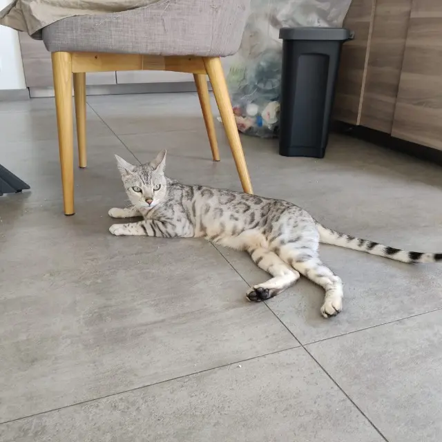 chatte reunited   35310 Mordelles Jeu Set Et Match (Princesse)