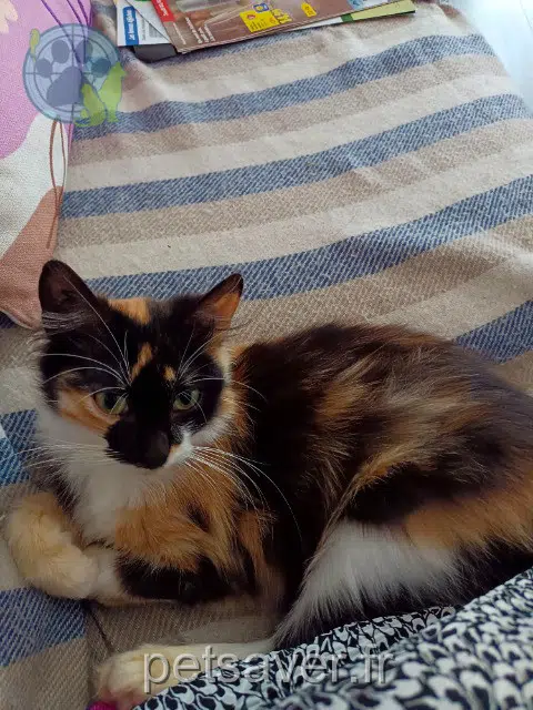 chatte reunited 35310 Cintré Kannelle