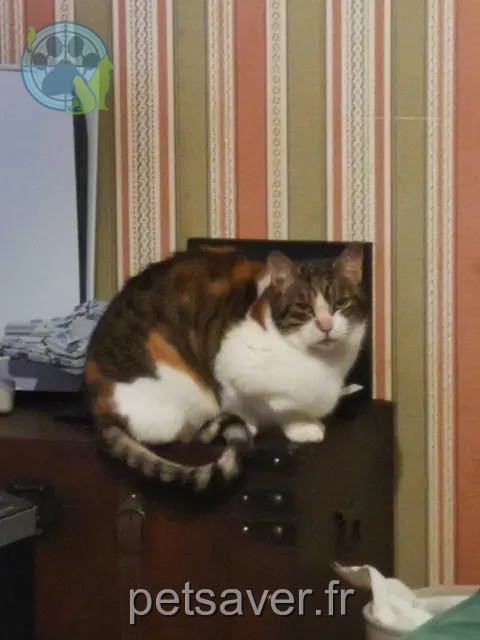 chatte reunited 35610 Sougeal Khaleesi