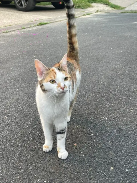 chatte reunited   35500 Erbrée Koya