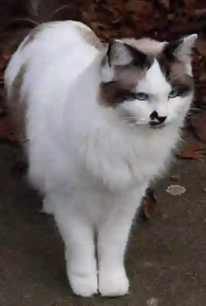 Chatte Trouvée 35 Ille-et-Vilaine - Lilou Chatte Trouvée 35 Ille-et-Vilaine - Lilou