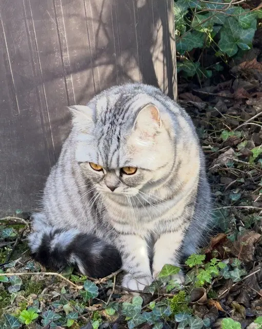 cat reunited   35760 Saint-Grégoire Lily Rose