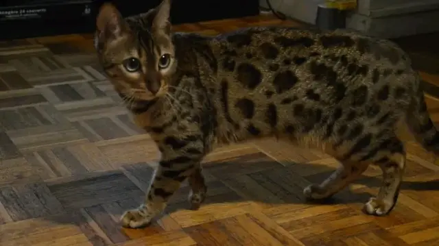 chatte reunited   35113 Domagné Maline